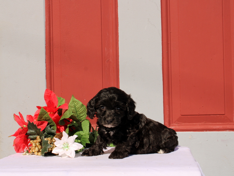 puppy, for, sale, Morkie-Poo, Matthew B. Stoltzfus, dog, breeder, Gap, PA, dog-breeder, puppy-for-sale, forsale, nearby, find, puppyfind, locator, puppylocator, aca